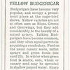 Yellow Budgerigar.