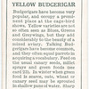 Yellow Budgerigar.