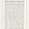 Red and Blue Macaw.