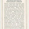 Black-headed Gouldian Finch.