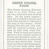 Green Singing FInch.