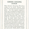 Green Singing FInch.
