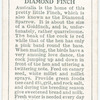 Diamond Finch.