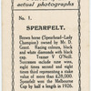 Spearfelt. Trainer V. O'Neill.