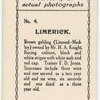 Limerick. Trainer  F.D. Jones.