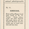 Amounis. Trainer F. McGrath.