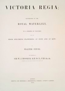 Illustrations of the Royal water-lily