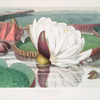 Victoria Regia. (Opening flower)