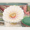 Victoria Regia. (Expanded flower)