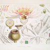 Victoria Regia. (Analyses)