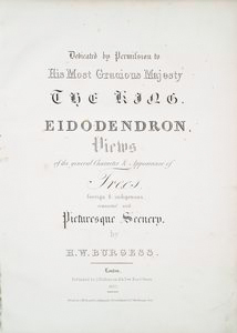 Eidodendron 