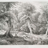 Beech trees, in Knowle Park, Kent.