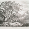 Thorn trees, in Bushy Park, Middlesex.