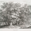 Oak trees, in Windwor Forest.