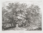 Oak trees, in Windwor Forest.