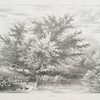 Alder.