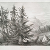 Spruce fir.