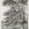 Scotch fir.
