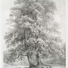 Ash trees, at Bolton Abbey, Yorkshire.