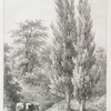 Poplar.