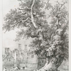 An old oak, at Chenies, Herfordshire.