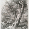 Pollard willows.