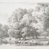 Elm trees, in the Grounds at Shottesbrook Berks, Seat of Colonel Vansittart.