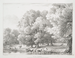 Elm trees, in the Grounds at Shottesbrook Berks, Seat of Colonel Vansittart.