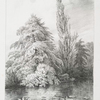 Deciduous cypress, at South Lodge nr. Enfield, The Seat of GMBOX Esqr.