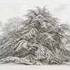 Cedar of Lebanon.