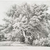 A Lime tree, at the Bishop's Palace, Fulham.
