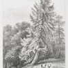 Larch tree.