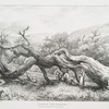 In Bolton Park, Yorkshire, The Seat of the Duke of Devonshire. [A fallen tree]