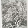 Hazel nut tree, in Knowle Park, Kent.