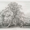 Cork tree, at the Bishop's Palace, Fulham.