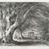 Beech trees, in Knowle Park, Kent.