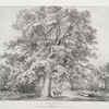 Queen Ann tree, Windsor Forest. This plate is respectfully dedicated by permission to the Rt. Honble. Countess Harcourt.