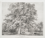 Queen Ann tree, Windsor Forest. This plate is respectfully dedicated by permission to the Rt. Honble. Countess Harcourt.