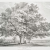 Queen Charlotte's tree, Windsor Forest. Dedicated by permission to the Countess Harcourt.