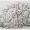 Weeping willow.