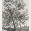 Black Poplar, near Rofs, Herefordshire, on the Estate of John Cooke, Esqr.