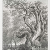The King Oak, in Windsor Forest.