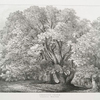 Chestnut trees, Suning Hill Park, Windsor Forest.