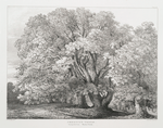 Chestnut trees, Suning Hill Park, Windsor Forest.