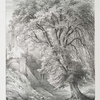 Wych Elm, at Kirkstall Abbey, Yorkshire.