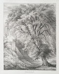Wych Elm, at Kirkstall Abbey, Yorkshire.