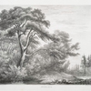 Stone pine.