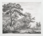 Stone pine.