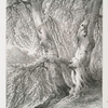 Beech trees, in the grounds of St. Leonards Hill, Berks, Seat of Field Marshall Earl Harcourt.
