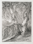 Beech trees, in the grounds of St. Leonards Hill, Berks, Seat of Field Marshall Earl Harcourt.